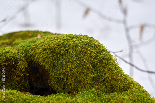 Tree stump fully covered by moss