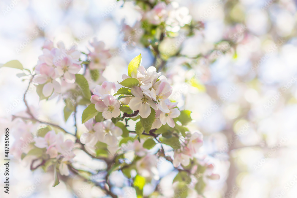 Floral background in pastel colors- white and pink apple tree blossoms on the tree branch on sunny day in springtime, nature concept, narrow DOF, soft focus 
