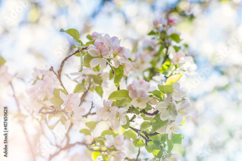 Floral background in pastel colors- white and pink apple tree blossoms on the tree branch on sunny day in springtime, nature concept, narrow DOF, soft focus 