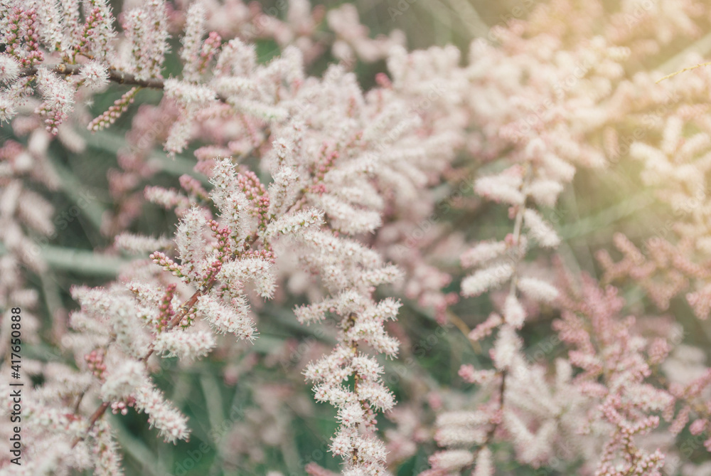 Blooming pink tamarisk flowers. Beautiful spring tree. Shiny nature concept.