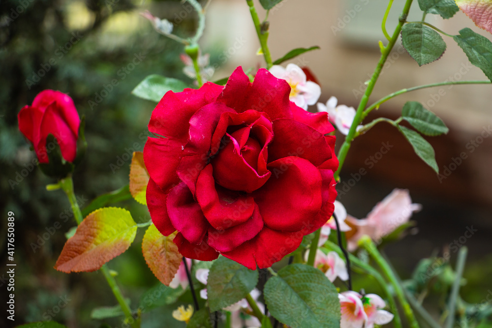 beautiful red, scarlet rose - artificial flower in the meadow, floral background of delicate flowers beautiful red, scarlet rose - artificial flower in the meadow, floral background of delicate flowers