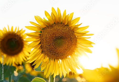 Bright yellow sunflower in the field against the sky. Beautiful sunflower close-up