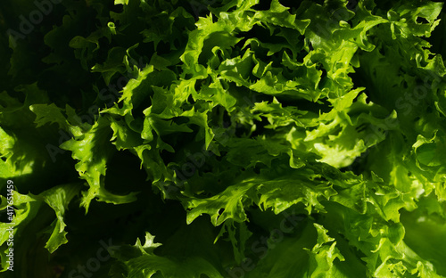 Fresh leaves lettuce background, close up.