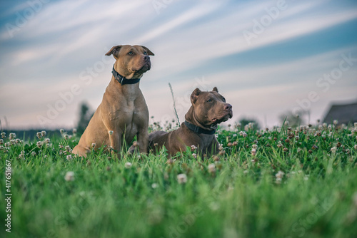 Tela Two young American Pit Bull Terriers in the grass on a summer field