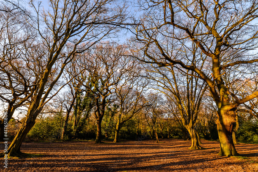 Epping Forest at Sunset