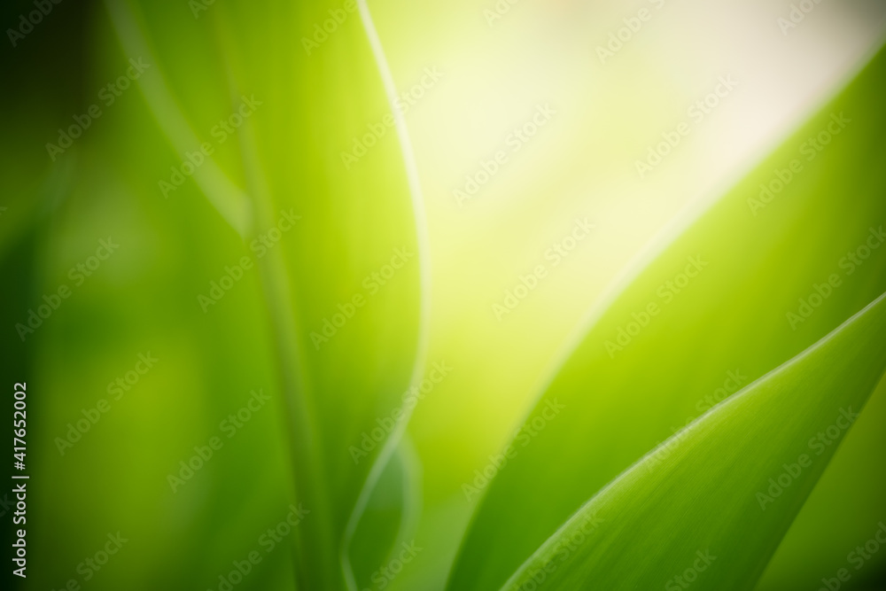 Abstract background nature view of green leaf with copy space using as background natural green plants landscape, ecology, fresh wallpaper concept. Abstract background nature view of green leaf with copy space using as background natural green plants landscape, ecology, fresh wallpaper concept.