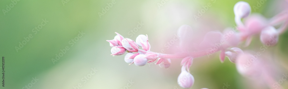 Fototapeta premium Concept nature view of White and pink leaf on blurred greenery background in garden and sunlight with copy space using as background natural green plants landscape, ecology, fresh wallpaper.