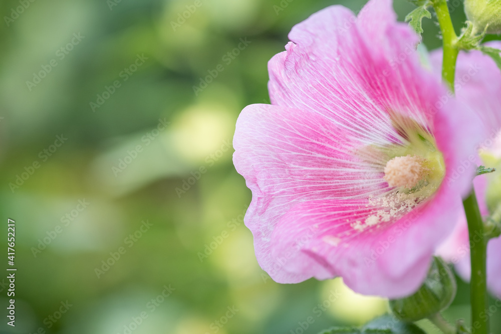 Concept nature view of White and pink leaf on blurred greenery background in garden and sunlight with copy space using as background natural green plants landscape, ecology, fresh wallpaper. Concept nature view of White and pink leaf on blurred greenery background in garden and sunlight with copy space using as background natural green plants landscape, ecology, fresh wallpaper.