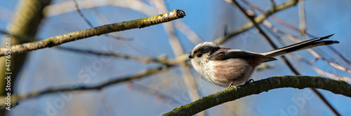 Schwanzmeise // Long-tailed tit, long-tailed bushtit  (Aegithalos caudatus) photo