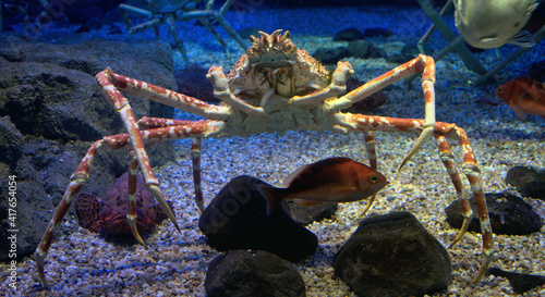 King crab in an aquarium with a stone fish photo