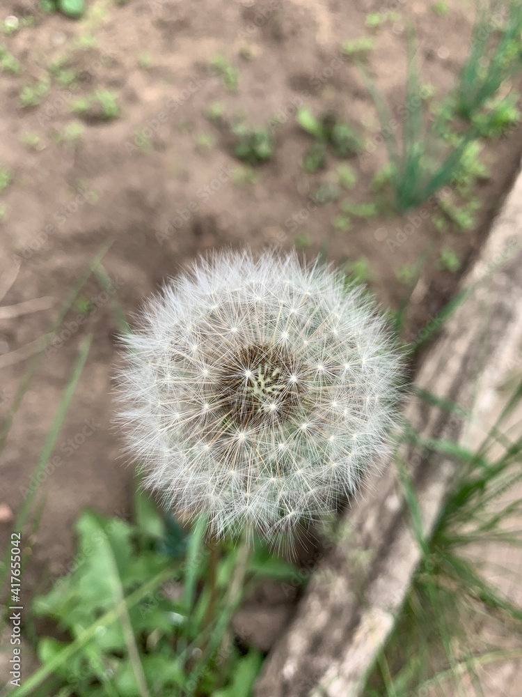 Dandelion flower fluffy in summer, white fluff, close-up