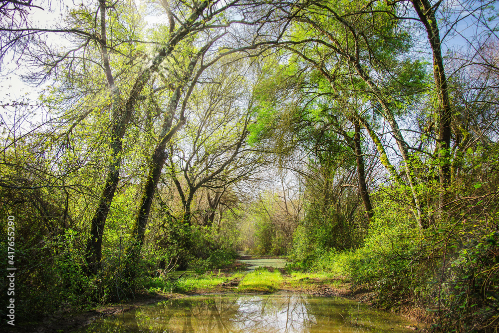 Riverside view with beautiful trees in the flooded plains of the natural park of Boquilobo. Natural wildlife reserve of Boquilobo, Portugal. Riverside view with beautiful trees in the flooded plains of the natural park of Boquilobo. Natural wildlife reserve of Boquilobo, Portugal.