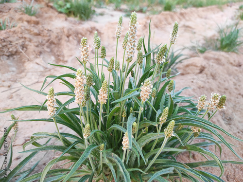 Blond plantain growing in a desert photo
