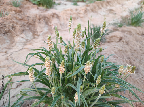 Blond plantain growing in a desert photo