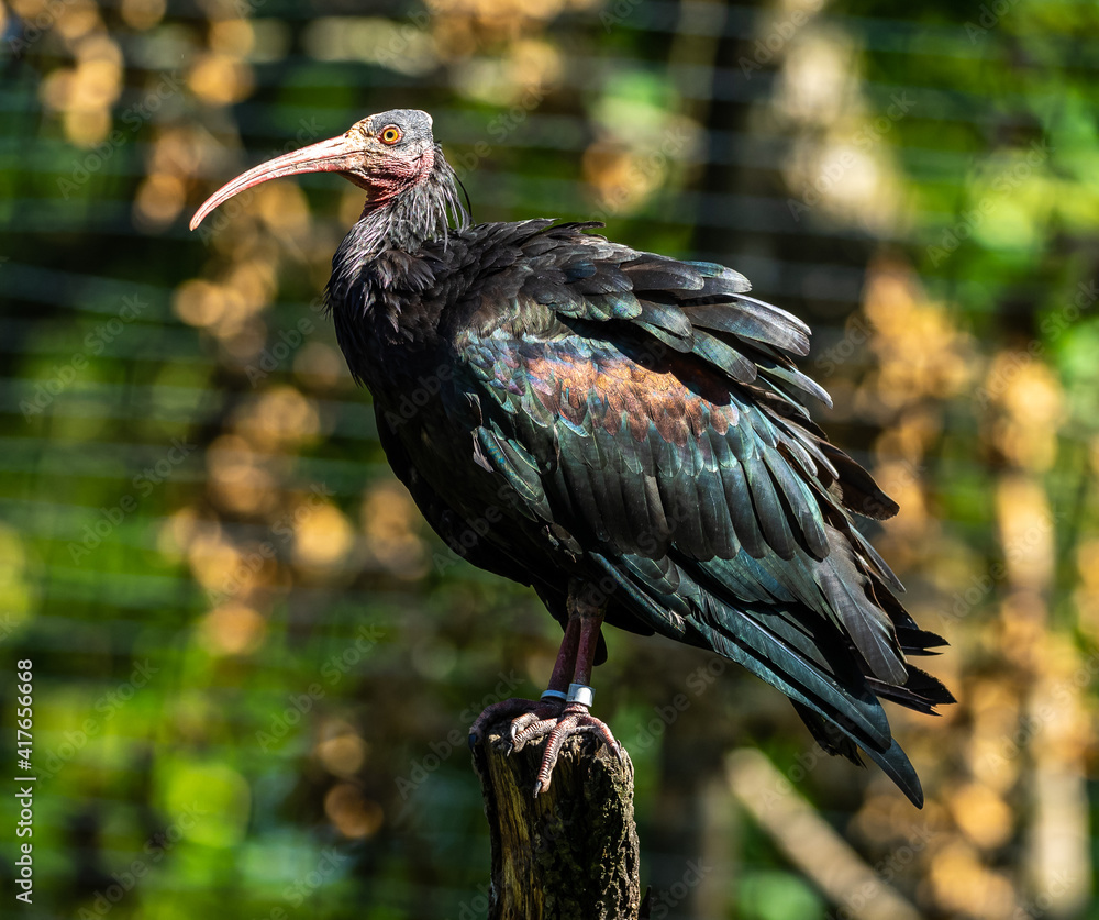 Naklejka premium Northern Bald ibis, Geronticus eremita in the zoo