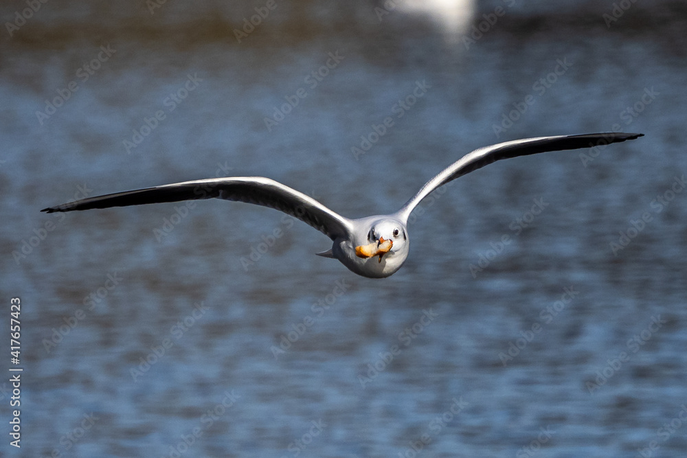 The European Herring Gull, Larus argentatus is a large gull The European Herring Gull, Larus argentatus is a large gull