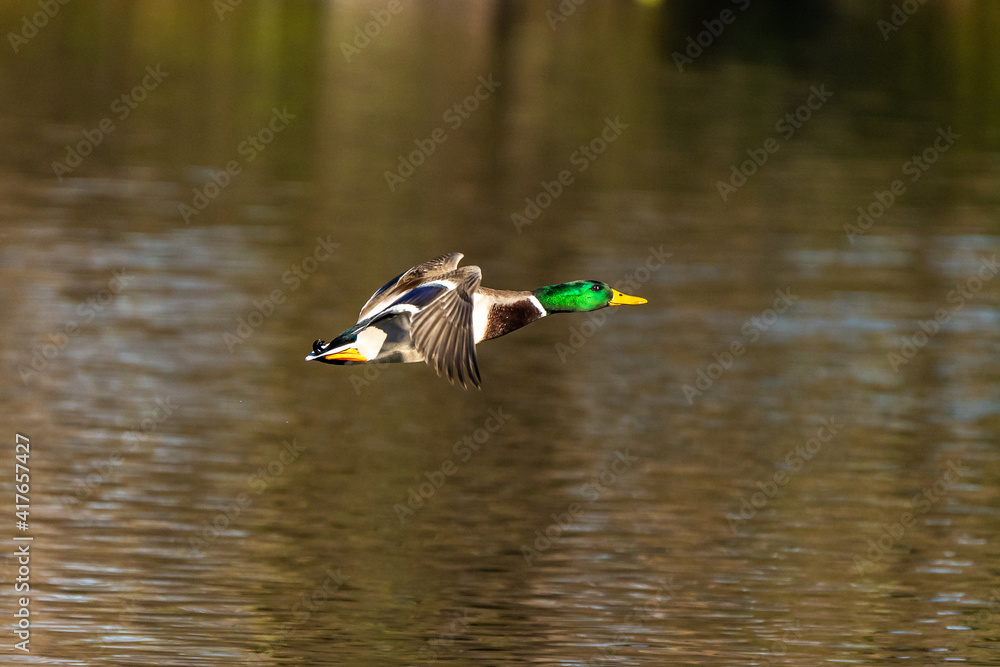 Obraz premium Wild duck or mallard, Anas platyrhynchos flying over a lake