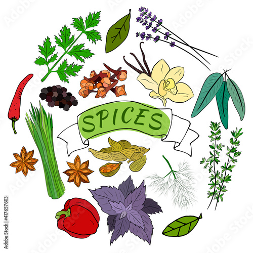 A large set of culinary spices and herbs. Popular culinary plants, natural health care. Vintage Medicinal Herbs and plants. Mint and rosemary, basil, thyme, parsley, dill, bay leaf, oregano, sage.