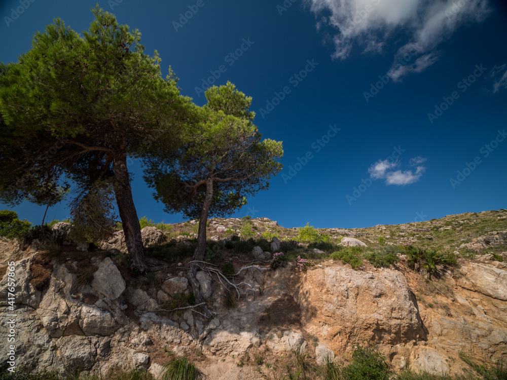 pine tree in the mountains of majorca