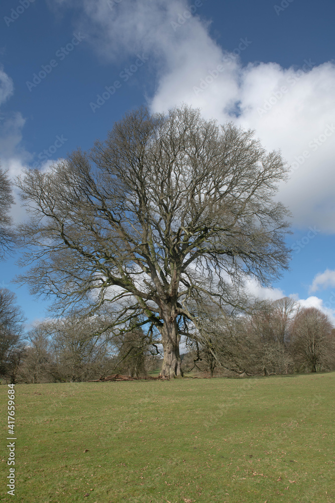 Winter Landscape of an Austrian or Turkey Oak Tree (Quercus cerris) with Bare Branches and No Leaves and a Cloudy Blue Sky Background Growing in Parkland in Rural Devon, England, UK Winter Landscape of an Austrian or Turkey Oak Tree (Quercus cerris) with Bare Branches and No Leaves and a Cloudy Blue Sky Background Growing in Parkland in Rural Devon, England, UK