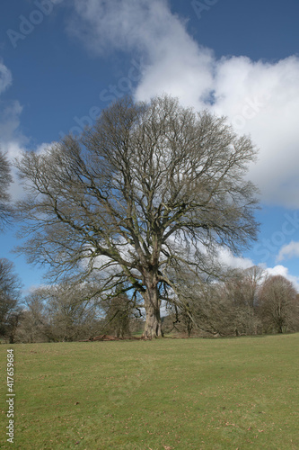 Winter Landscape of an Austrian or  Turkey Oak Tree  Quercus cerris  with Bare Branches and No Leaves and a Cloudy Blue Sky Background Growing in Parkland in Rural Devon  England  UK