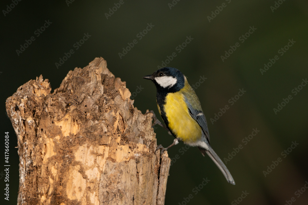 Carbonero común posado en un viejo tronco (Parus major) Carbonero común posado en un viejo tronco (Parus major)