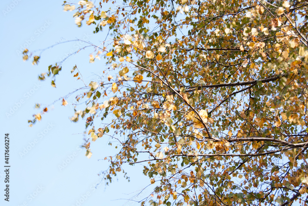 Golden birch leaves and blue sky Golden birch leaves and blue sky