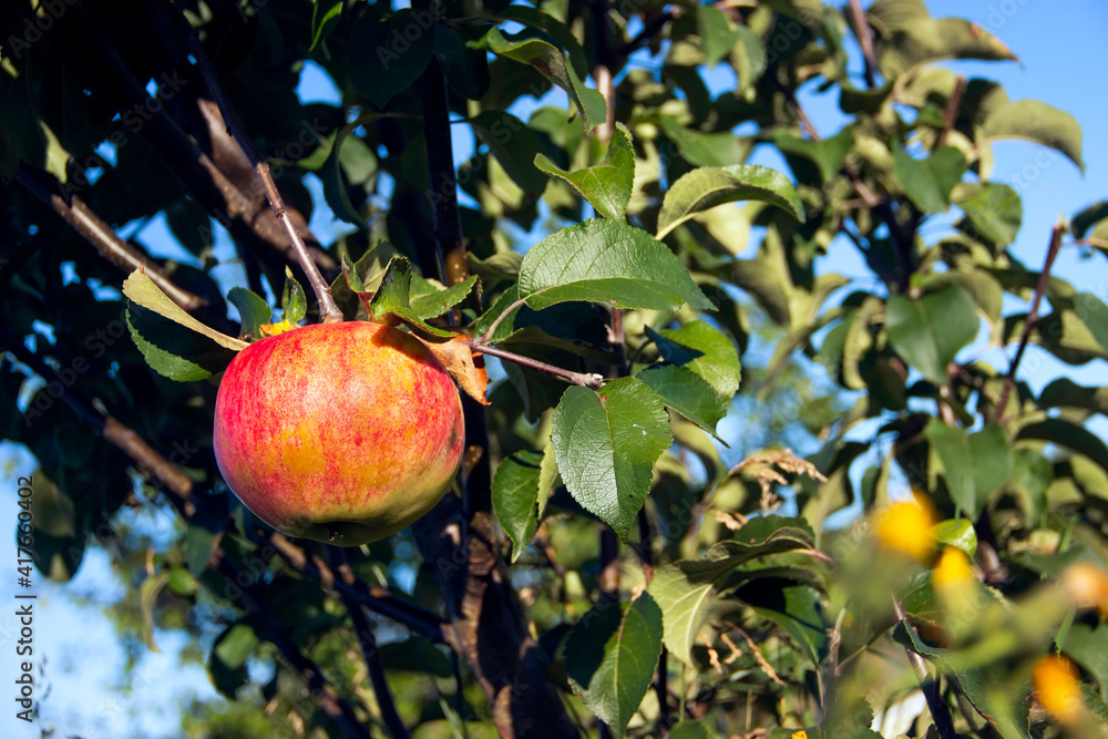 A heavy red apple hanging from a branch in late summer