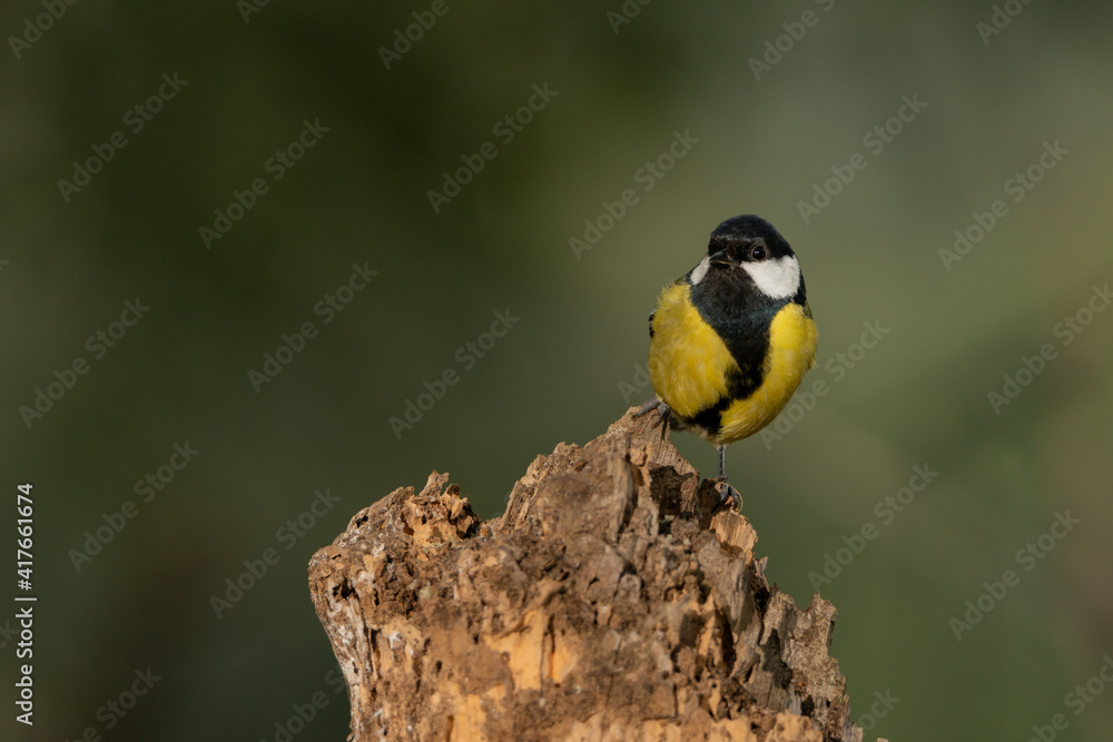 Obraz premium Carbonero común posado en un tronco viejo (Parus major) 