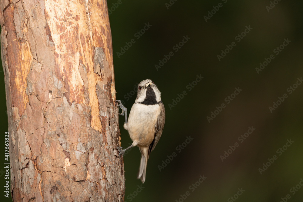 Naklejka premium Herrerillo capuchino posado en un tronco (Lophophanes cristatus)