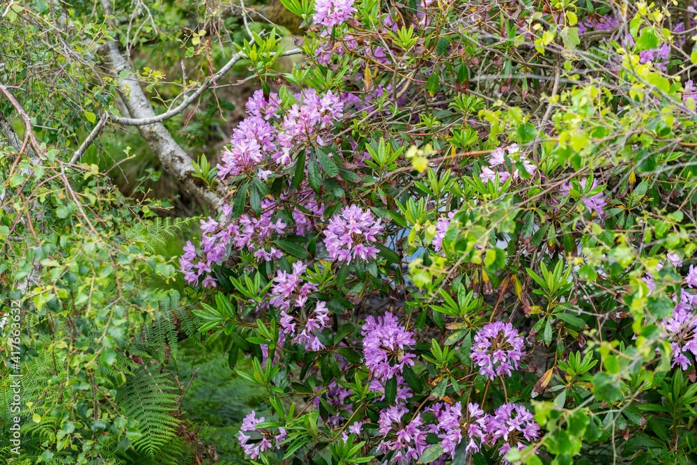 flowers in the garden