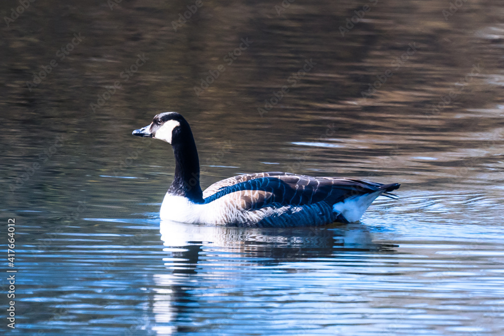 country goose swimming