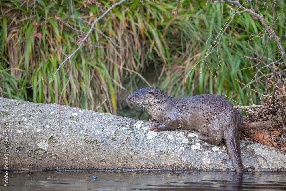 eurasian otter, lutra lutra, resting on river bank on branches during a sunny winters day in Scotland.