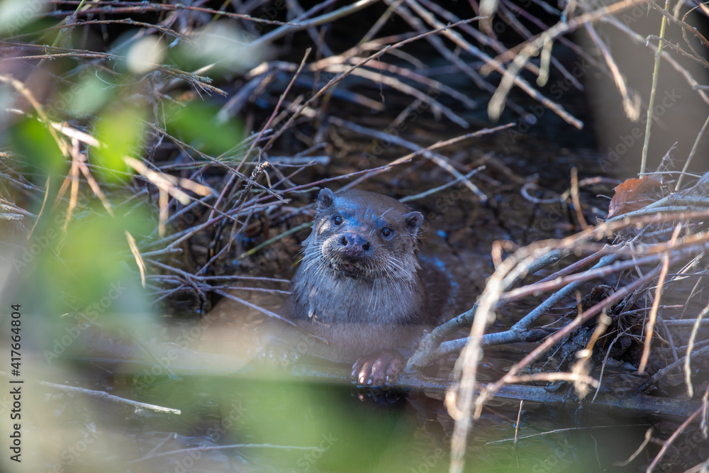 eurasian otter, lutra lutra, resting on river bank on branches during a sunny winters day in Scotland.