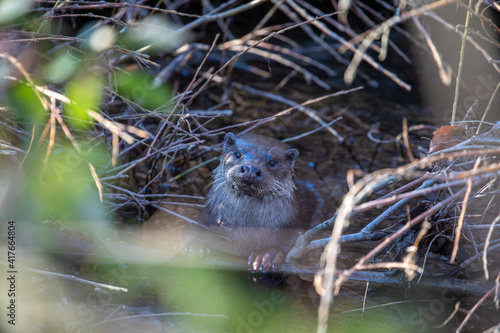 Obraz na płótnie eurasian otter, lutra lutra, resting on river bank on branches during a sunny winters day in Scotland. w salonie