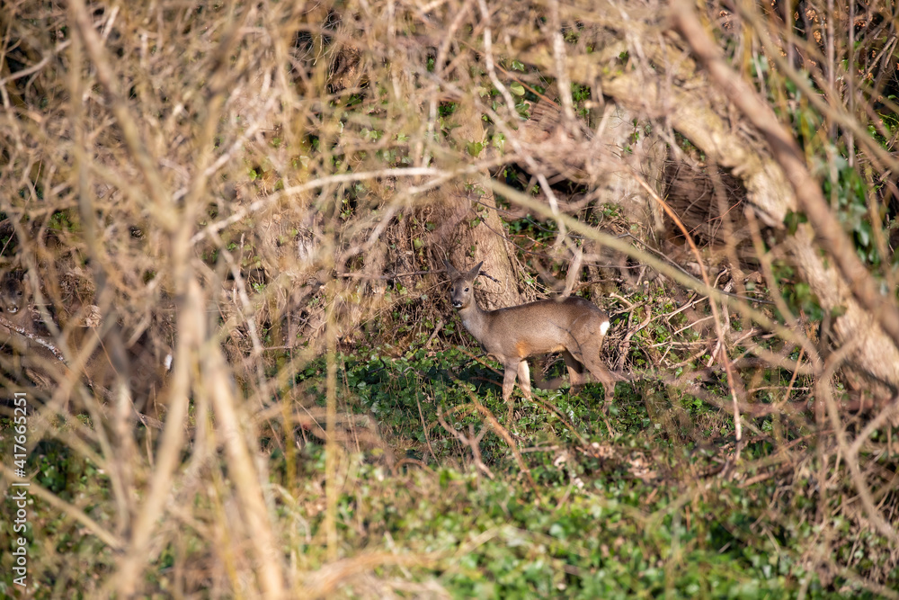 roe deer hinds and stag, Capreolus capreolus, moving within woodland during winter in Scotland.
