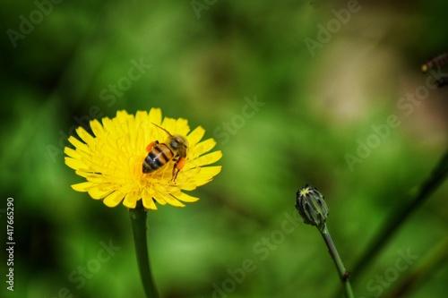 yellow dandelion flower © Mauricio