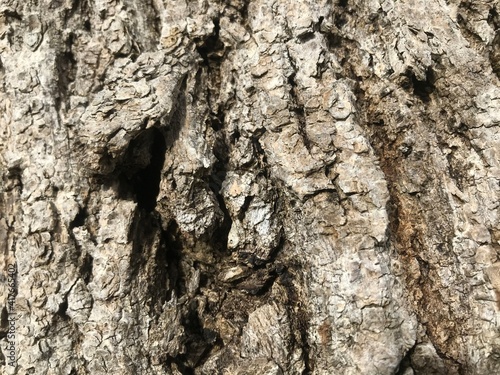 The bark of the tree is light-colored, the forest, the beautiful texture,