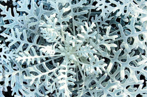 Obraz na płótnie Dusty miller, Silver ragwort, Silver dust or Jacobaea maritima. Silver foliage background. Closeup. Top view. w salonie