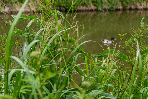 ducks on the river