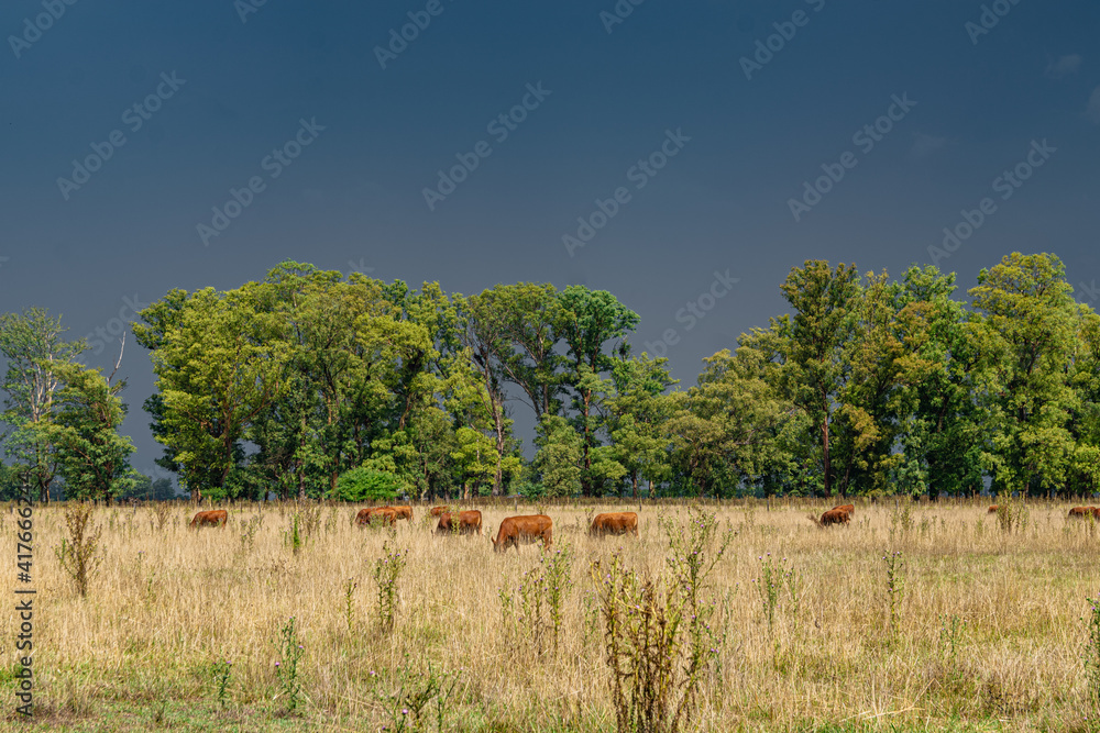 Cattle grazing fields in Argentina, with tormy sky in a rural environment