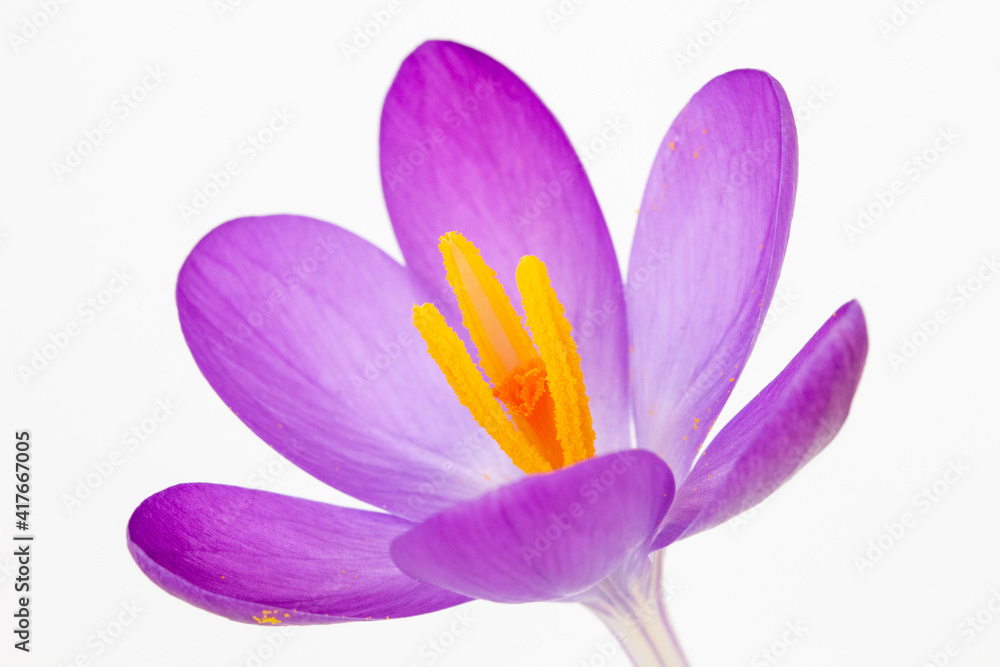 Closeup image of a Crocus tommasinianus against a white background