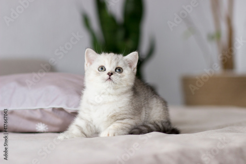 Fototapeta Naklejka Na Ścianę i Meble -  Feline animal pet little british domestic silver tabby cat. Playful cute kitten
