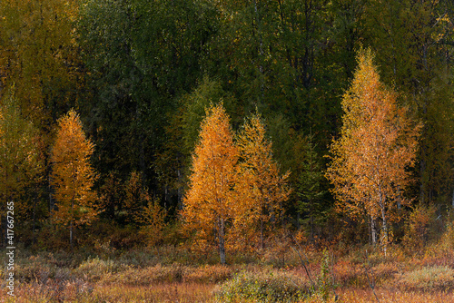 .trees with the colors of autumn in northern sweden