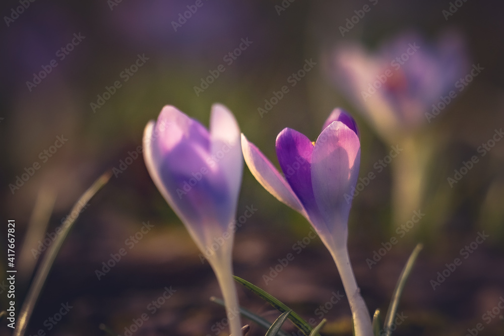 spring crocus flowers spring crocus flowers