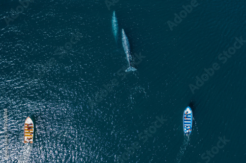 Boats chasing whales at La Paz, Mexcio