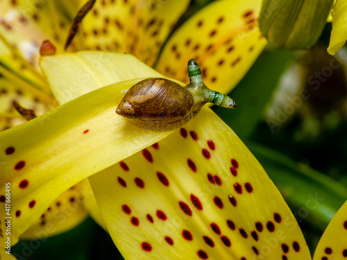 Green-banded broodsac a parasitic worm living in amber snail on yellow tiger lily petal photo