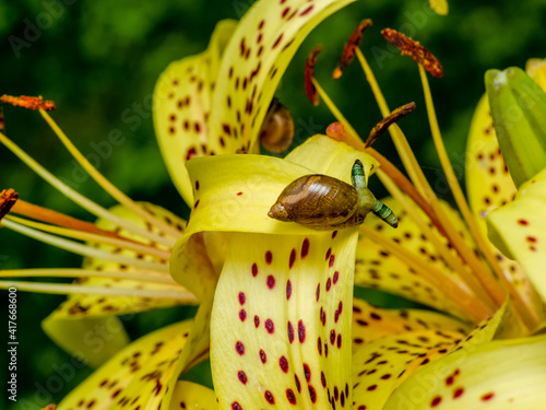 Green-banded broodsac a parasitic worm living in amber snail on yellow tiger lily petal