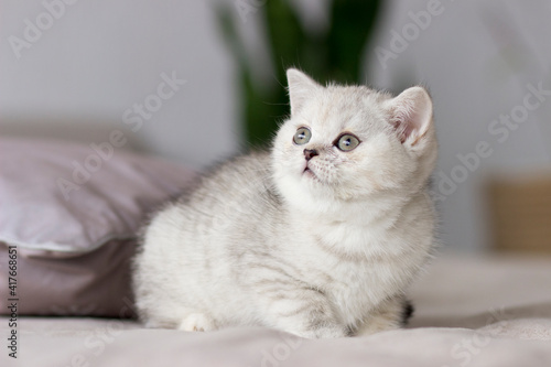 Feline animal pet little british domestic silver tabby cat. Playful cute kitten