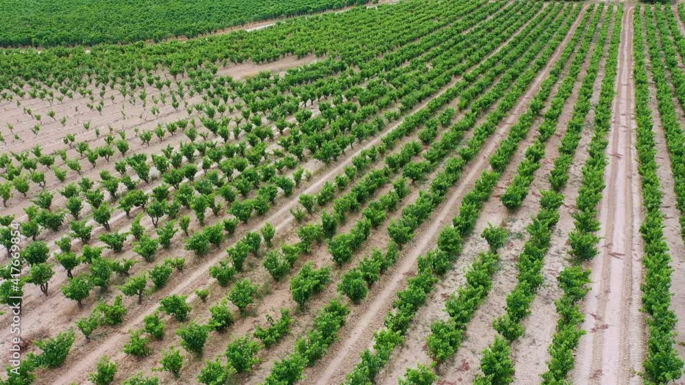 Landscape of vineyards and forest in the Sierra de Cantabria from a drone. Leza. Alava Province. Autonomous Community of the Basque Country. Spain. Europe Landscape of vineyards and forest in the Sierra de Cantabria from a drone. Leza. Alava Province. Autonomous Community of the Basque Country. Spain. Europe
